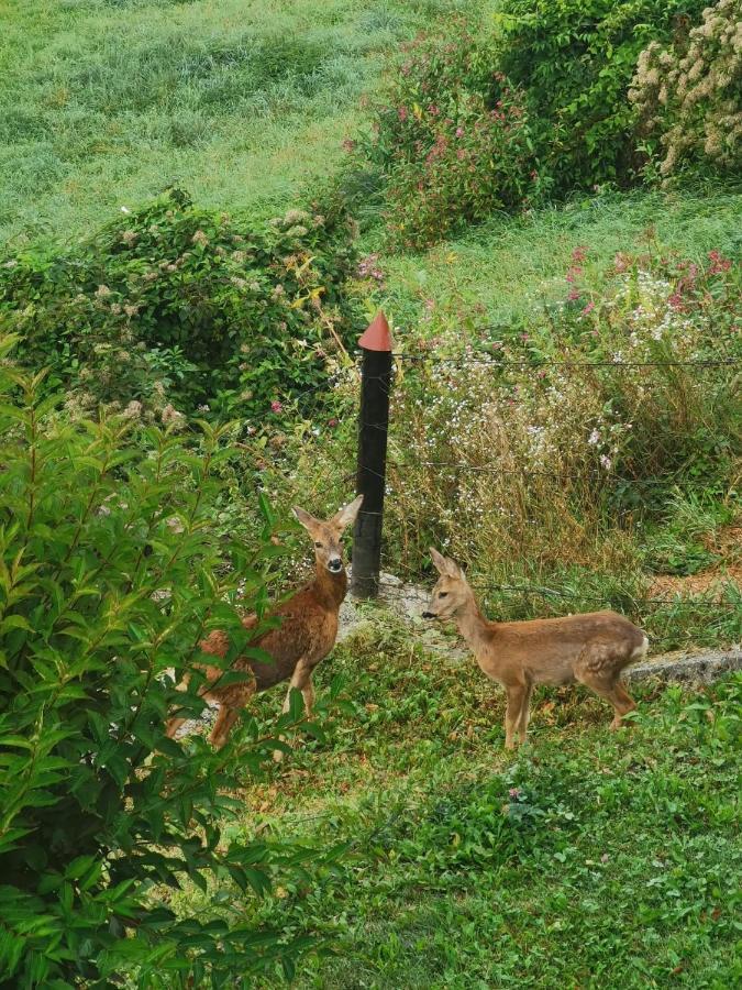 Ferienwohnung Im Nationalpark Gesaeuse Hieflau Eksteriør bilde